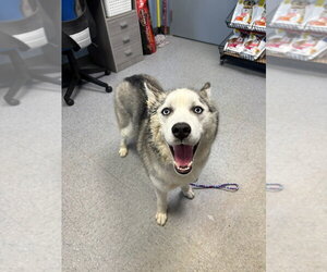 Siberian Husky Dogs for adoption in Evansville, IN, USA