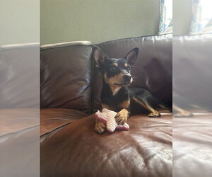Miniature Pinscher Dogs for adoption in Fremont, CA, USA