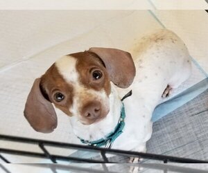 Chiweenie Dogs for adoption in Plymouth, MN, USA