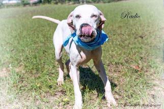 American Pit Bull Terrier Dogs for adoption in Leesburg, FL, USA