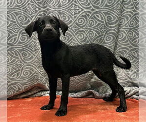 Labrador Retriever-Unknown Mix Dogs for adoption in Wetumpka, AL, USA
