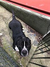 American Staffordshire Terrier-Unknown Mix Dogs for adoption in Birdsboro, PA, USA