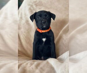 Labrador Retriever-Unknown Mix Dogs for adoption in Duluth, MN, USA