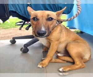 Bull Terrier-Unknown Mix Dogs for adoption in Long Beach, CA, USA
