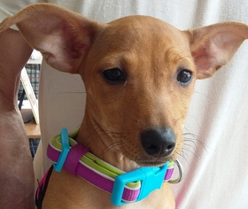 Chiweenie Dogs for adoption in Winder, GA, USA