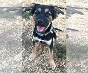 Australian Shepherd-English Springer Spaniel Mix Dogs for adoption in Fort Worth, TX, USA