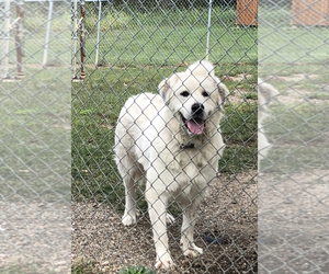 Great Pyrenees Dogs for adoption in Hillsdale, IN, USA