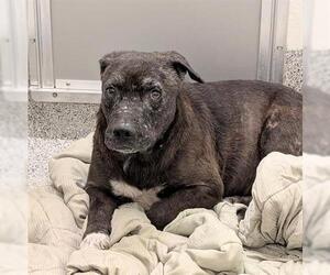 Labrador Retriever-Unknown Mix Dogs for adoption in Houston, TX, USA