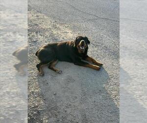Rottweiler Dogs for adoption in Martinez, CA, USA