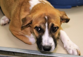 Saint Bernard Dogs for adoption in Belvidere, TN, USA