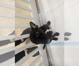 Chihuahua-Unknown Mix Dogs for adoption in Woodbury, NY, USA
