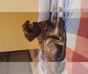 Mastiff Dogs for adoption in Boise, ID, USA