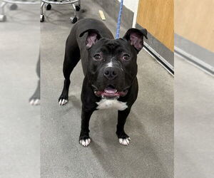 Mutt Dogs for adoption in Forestville, MD, USA