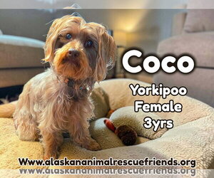 Mutt Dogs for adoption in Anchorage, AK, USA