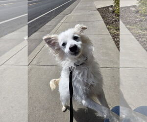 Pomeranian-Unknown Mix Dogs for adoption in Chico, CA, USA