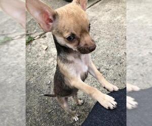 Chihuahua-Unknown Mix Dogs for adoption in Royse City, TX, USA