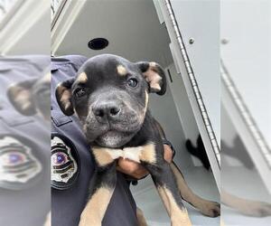 Rottweiler-Unknown Mix Dogs for adoption in Houston, TX, USA