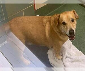 Cardigan Welsh Corgi-Unknown Mix Dogs for adoption in Plano, TX, USA