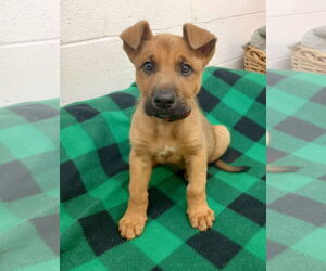 Mutt Dogs for adoption in York, SC, USA