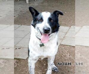 Border-Aussie Dogs for adoption in Lindsay, CA, USA