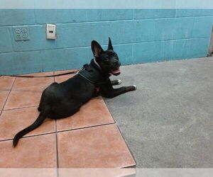 Staffordshire Bull Terrier Dogs for adoption in Downey, CA, USA