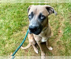 Labrador Retriever Dogs for adoption in Charlotte, NC, USA