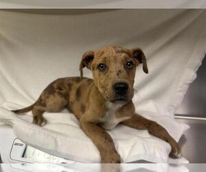 American Pit Bull Terrier-Unknown Mix Dogs for adoption in HESPERIA, CA, USA