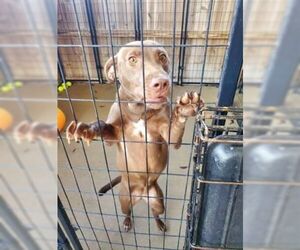 Vizsla-Weimaraner Mix Dogs for adoption in Stephens City, VA, USA