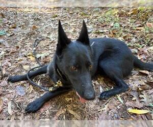 German Shepherd Dog-Unknown Mix Dogs for adoption in Incline Village, NV, USA