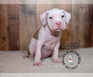 Staffordshire Bull Terrier-Unknown Mix Dogs for adoption in Omaha, NE, USA