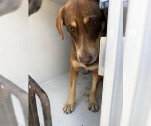 Labrador Retriever Dogs for adoption in Houston, TX, USA