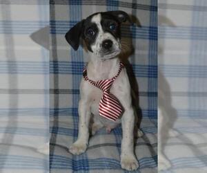 English Setter-Rat Terrier Mix Dogs for adoption in Junction, TX, USA