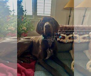 German Shorthaired Lab Dogs for adoption in Washington, DC, USA