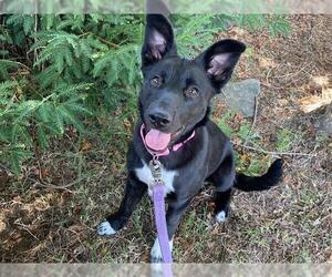 Labrador Retriever-Unknown Mix Dogs for adoption in Santa Rosa, CA, USA