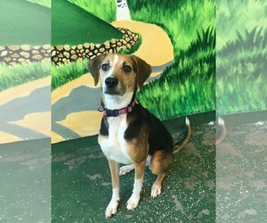 English Foxhound Dogs for adoption in Rohnert Park, CA, USA