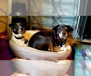 Miniature Pinscher-Unknown Mix Dogs for adoption in Springfield, MA, USA
