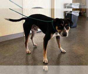 Mutt Dogs for adoption in Orange, CA, USA