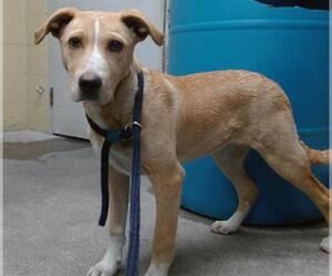 Labrador Retriever-Unknown Mix Dogs for adoption in Downey, CA, USA