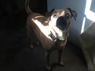 Puggle Dogs for adoption in Ashland, WI, USA