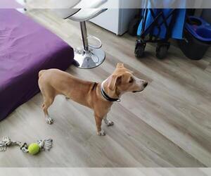 Labrador Retriever-Unknown Mix Dogs for adoption in San Antonio, TX, USA