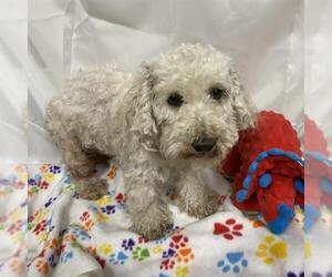 Poodle (Miniature)-Unknown Mix Dogs for adoption in Modesto, CA, USA