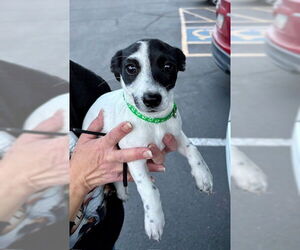 ShiChi Dogs for adoption in Mesa, AZ, USA