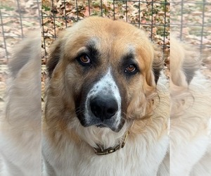 Great Pyrenees-Saint Bernard Mix Dogs for adoption in Winter Park, CO, USA