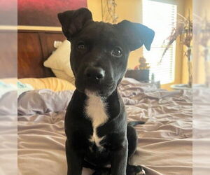 Mutt Dogs for adoption in Oceanside, CA, USA