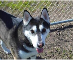 Alusky Dogs for adoption in Decatur, IL, USA