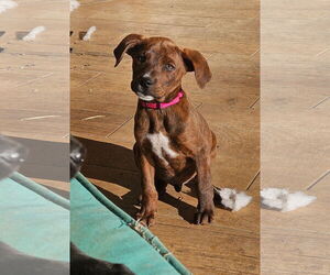 Mutt Dogs for adoption in Woodbury, NY, USA