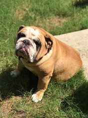 Medium Photo #1 Bulldog Puppy For Sale in Katy, TX, USA