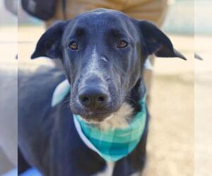 Labrador Retriever-Unknown Mix Dogs for adoption in San Antonio, TX, USA