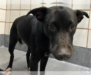 American Staffordshire Terrier-Unknown Mix Dogs for adoption in San Antonio, TX, USA