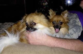 Pomeranian Dogs for adoption in Anchorage, AK, USA